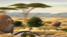 ROLLIN’ SAFARI – ‘The Chase’