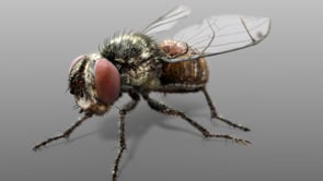 Video Tutorial: “Fly” – Blender Modeling Timelapse