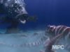 Creature Reel