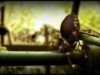 Snouth Beetle
