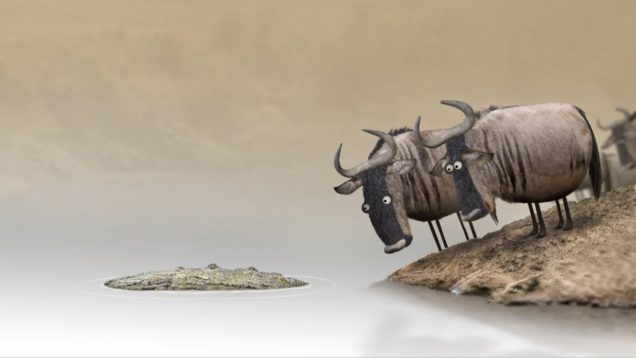 Wildebeest